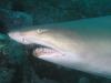 Open Album fish-rock-gns-april-2010.jpg