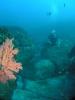 Open Album underwatergorgonia.jpg