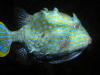 waubs-bay-cowfish.jpg